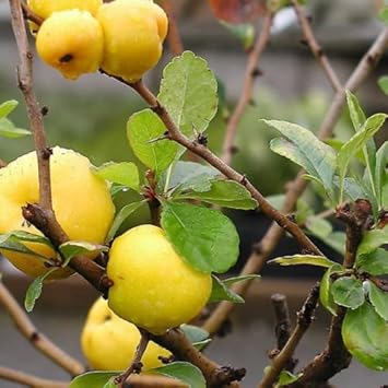 Yellow quince fruit seeds