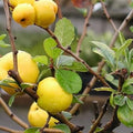 Yellow quince fruit seeds