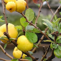 Yellow quince fruit seeds