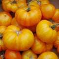 Yellow & Orange Tomato Giant Vegetable Seeds for Planting - Heirloom and Non-GMO Seeds