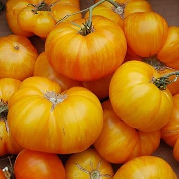 Yellow & Orange Tomato Giant Vegetable Seeds for Planting - Heirloom and Non-GMO Seeds