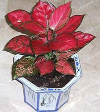 Aglaonema Pink Flower Seeds for Planting NON GMO Seeds