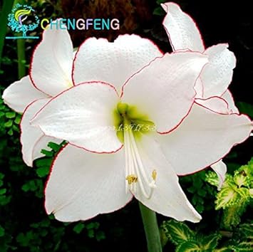 Heirloom Non-GMO White Violet Hemerocallis Flower Seeds for Garden Planting – Elegant Perennial Blooms