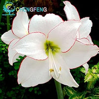 Heirloom Non-GMO White Violet Hemerocallis Flower Seeds for Garden Planting – Elegant Perennial Blooms