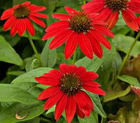 Red Sunflower Seeds for Planting – Bright Ornamental Blooms, Non-GMO Garden Flower Seeds