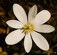 White Sanguinaria Flower Seeds for Planting - 100 pcs