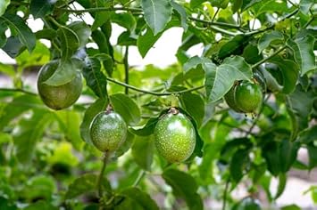 Passion Fruit Seed Collection for Tangy Garden Harvest 100 Pcs pcs