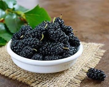 Mulberry Fruit Seeds for Cultivating Sweet & Nutrient-Rich Mulberries 100 Pcs pcs