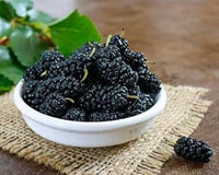 Mulberry Fruit Seeds for Cultivating Sweet & Nutrient-Rich Mulberries 100 Pcs pcs