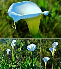 Sky Blue Calla Flower Seeds for Planting, 100 pcs seeds for planting in home garden
