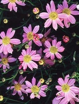 Pink Coreopsis Flower Seeds – Heirloom, Non-GMO Flower Seeds for Planting