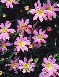 Pink Coreopsis Flower Seeds ƒ?? Heirloom, Non-GMO Flower Seeds for Planting