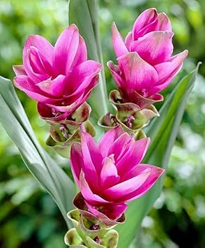 Curcuma Flower Seeds for Garden Planting - NON GMO Seeds for planting in home garden