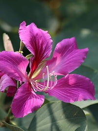 Bauhinia Flower Seeds for Planting, Heirloom, Non-GMHeirloom Bauhinia Flower Seeds, Non-GMO Orchid Tree Blooms for Tropical Garden PlantingO, 100 pcs