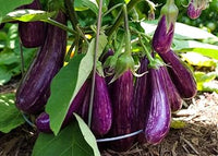 Purple Eggplant Seeds for Planting - 100 Pcs pcs
