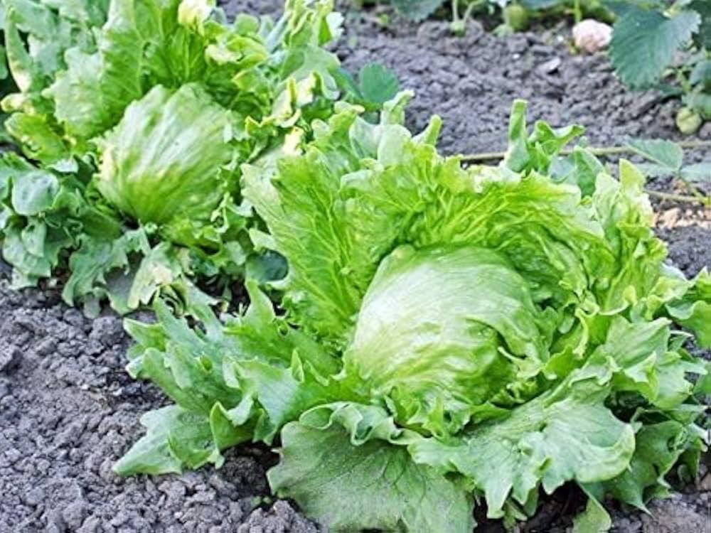 Iceberg lettuce plants growing in a vegetable garden