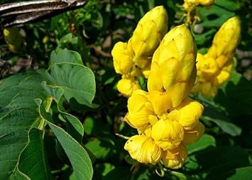 Yellow Cassia Candlestick Plant Seeds for Planting - 100 pcs