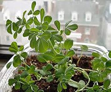 Green Methi (Fenugreek) Herb Seeds for Planting Scientific Name Placeholder for planting in home garden