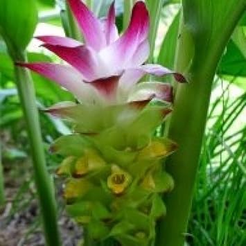 Organic Curcumae Flower Seeds for Planting – Heirloom, Non-GMO