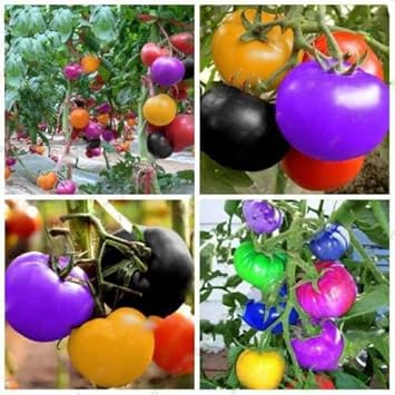 100 Pcs