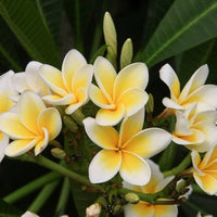 Yellow Frangipani Flower Seeds – Heirloom Non-GMO Plumeria Seeds for Tropical Gardens