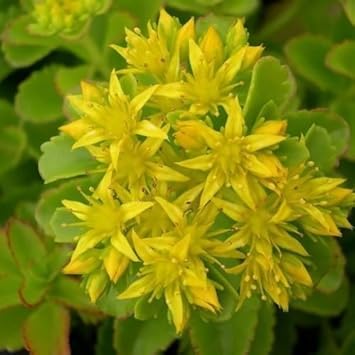 Yellow Stonecrop Flower Seeds for Planting, 100 pcs