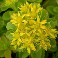 Yellow Stonecrop Flower Seeds for Planting, 100 pcs