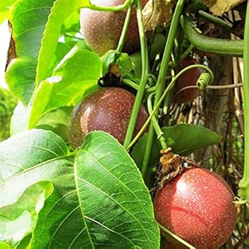 Passion Fruit Seeds for Planting- Dark Red Variety, for Tropical Gardens, Heirloom Seeds