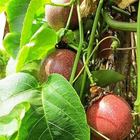 Dark Red Passion Fruit Passiflora edulis seeds for planting in home garden
