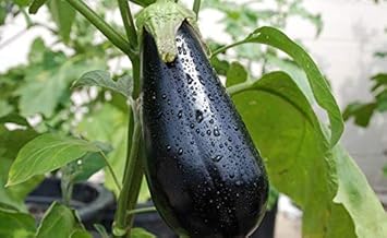 Black Eggplant Seeds for Planting - 100 Pcs pcs