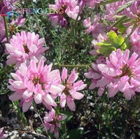 Pink Crownvetch Flower Seeds for Planting – Organic, Heirloom, Non-GMO Ground Cover Seeds