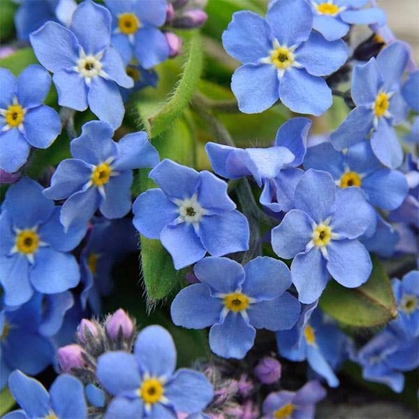 Organic Blue Myosotis Flower Seeds for Planting – Heirloom, Non-GMO
