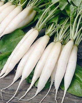 Radish Seeds for Planting, White, 100 Pcs pcs