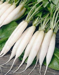 Radish Seeds for Planting, White, 100 Pcs pcs