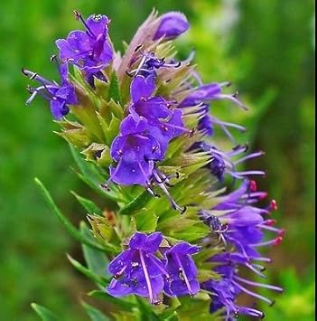 Purple Hyssopus Officinalis Plant Seeds for Medicinal and Aromatic Gardens Scientific Name Placeholder for planting in home garden