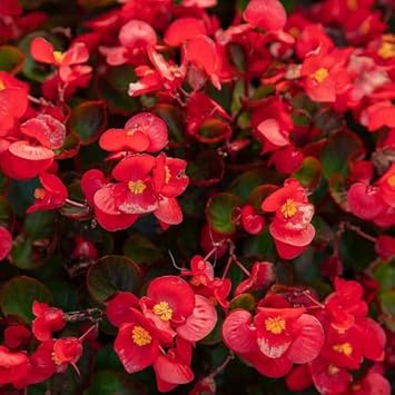 Heirloom Non-GMO Pink Flower Pot Plant Seeds for Container Gardening and Decorative Planting