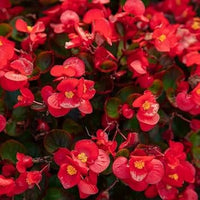 Heirloom Non-GMO Pink Flower Pot Plant Seeds for Container Gardening and Decorative Planting