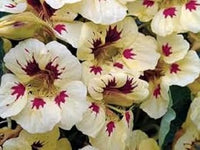 Heirloom Non-GMO Cream Pink Nasturtium Flower Seeds for Garden Planting – Edible Decorative Blooms seeds for planting in home garden