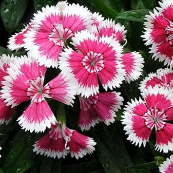 Organic Pink White Dianthus Flower Seeds for Planting ƒ?? Heirloom, Non-GMO
