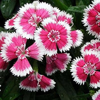 Organic Pink White Dianthus Flower Seeds for Planting ƒ?? Heirloom, Non-GMO