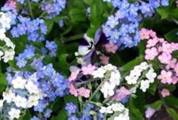 Mixed Myosotis Flower Seeds for Planting - 100 pcs