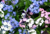 Mixed Myosotis Flower Seeds for Planting - 100 pcs
