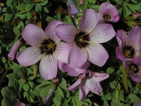 Purple Oxalis Laciniata Seeds ƒ?? Heirloom, Non-GMO Flower Seeds for Planting