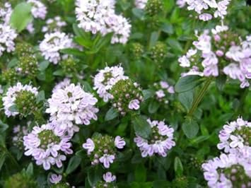 Purple Savory Satureja Flower Seeds for Planting - 100 pcs seeds for planting in home garden