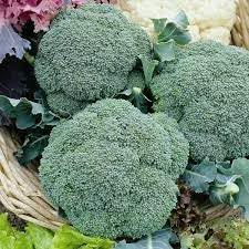 Borecole Vegetable Seeds for Planting - 100 Pcs pcs