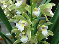 Green Cymbidium Flower Seeds for Planting ƒ?? Organic, Heirloom, Non-GMO Orchid Seeds