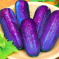 Purple cucumber plant growing in a home garden