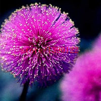 Purple Mimosa Flower Seeds for Planting - 100 pcs