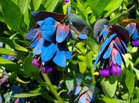 Blue Honeywort Plant Seeds for Planting - 100 pcs for planting in your garden.