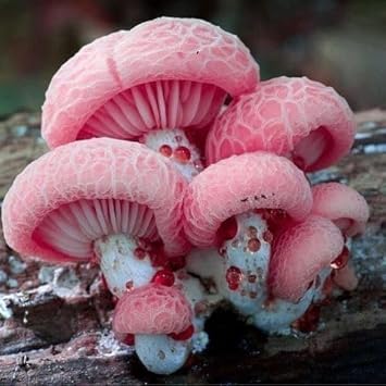 Clear mushroom Pleurotus spores for indoor growing
